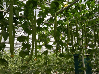 温室种植蔬菜，施肥技术要注意，把握好施肥才是关键！