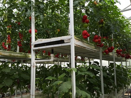 西红柿立体栽培